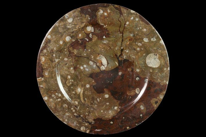Fossil Orthoceras & Goniatite Round Plate - Stoneware #140062